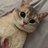 大脸猫爱吃鱼