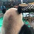 猫大夫