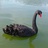 swanlin