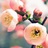 mily_wen