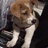 犬二梗