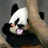 村口老黄狗