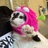 胡同里有只猫
