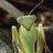 Mantis