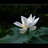 午后芙蕖
