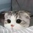 没有名字的奶猫