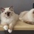 深圳布偶猫猫控