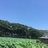 鹿