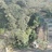 dandandan-