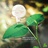 Water Cabbage