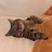 一颗大莴笋