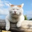 猫叔5号