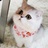 猫儿