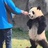 人参果小子