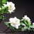 Gardenia