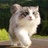 catpower