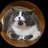 平民的猫猫们