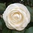 flower花至
