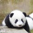 小滚滚