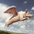 飞到天堂遇到猪