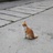 以梦为猫