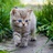 流浪不回家的猫