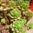 星火流光12539