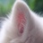 深海刺猬