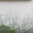 青棉花