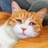 希尔顿的猫