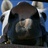 皮皮🐎