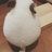 萌zoo