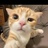 内娱猫永一