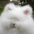 crazy rabbit