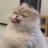 生鸡蛋