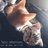 catの树洞