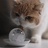 半盆水猪妞