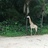 小鹿