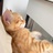 rn先生的暹罗猫