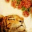 惊鸿一瞥