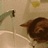 猫猫没错