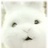 人鱼说：春天在哪里呀春天在哪里