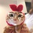 一只猫