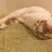 橘子味儿的猫