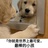 羊咩咩