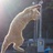 西湖一只猫