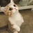 猫猫