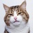 养金鱼的橘猫