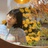 一朵牡丹花