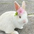 西班牙白兔兔